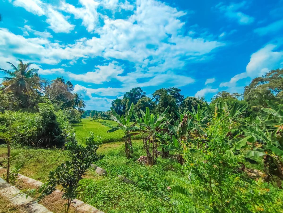 Peacock Village Pinnawala - Offer Alert! Elephant Welfare Program Экстерьер фото