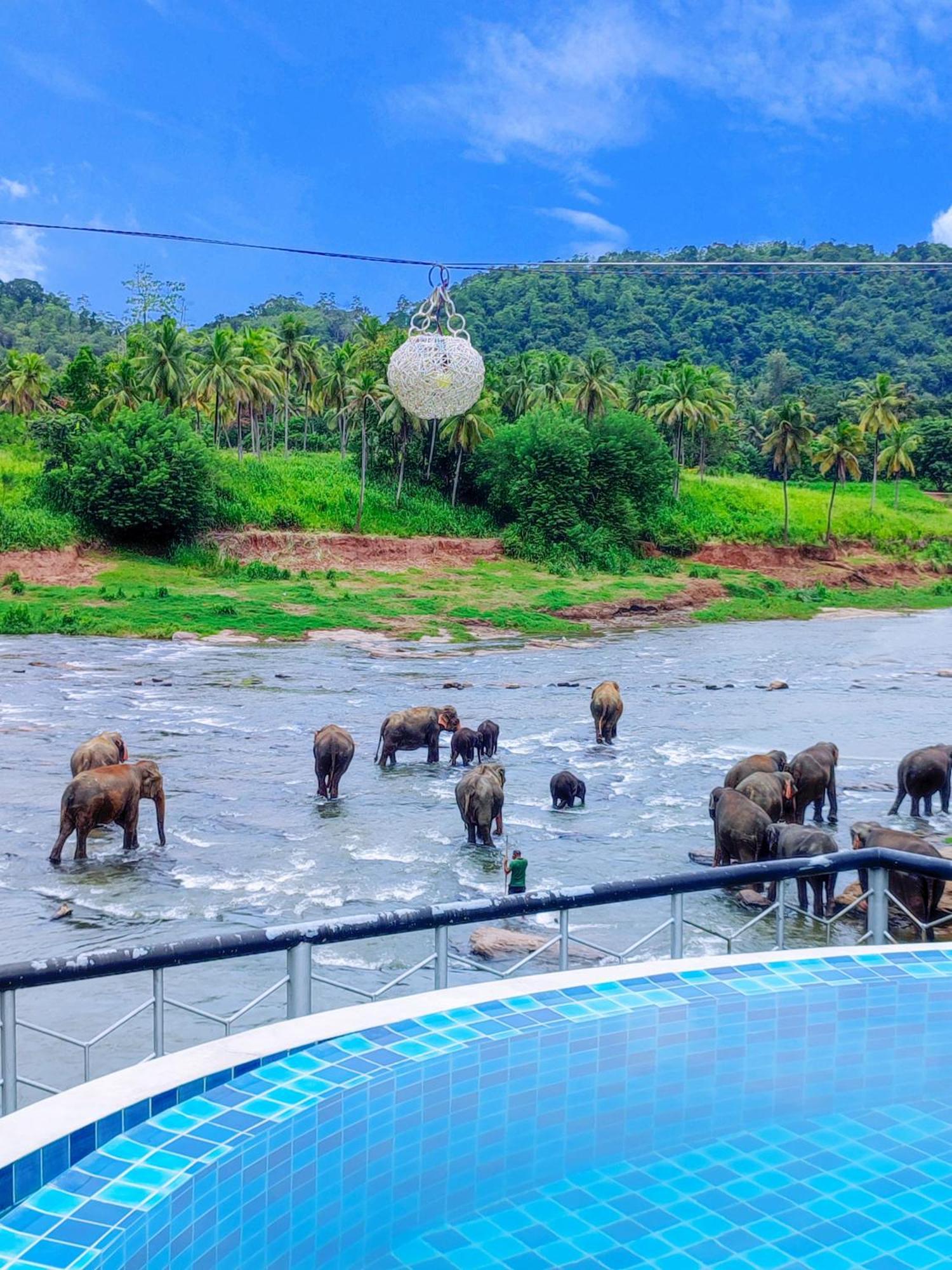 Peacock Village Pinnawala - Offer Alert! Elephant Welfare Program Экстерьер фото